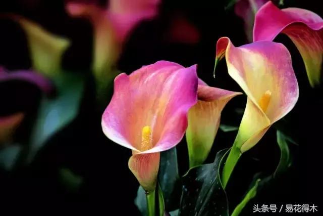 马蹄莲花怎么养护和浇水,如何让马蹄莲一年四季都活着