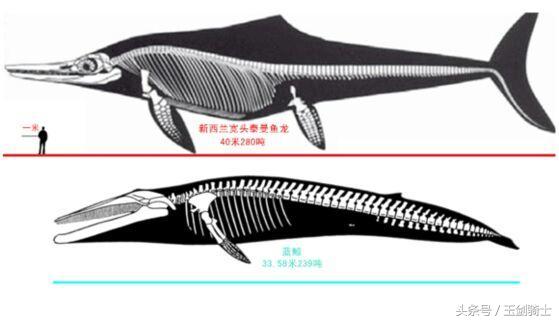 世界上最厉害的动物平头哥,平头哥盘点十大速度最快的动物