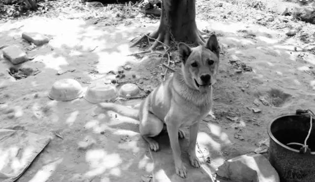 狗狗绝望瞬间被主人杀死了,主人嫌弃狗狗把狗狗打死