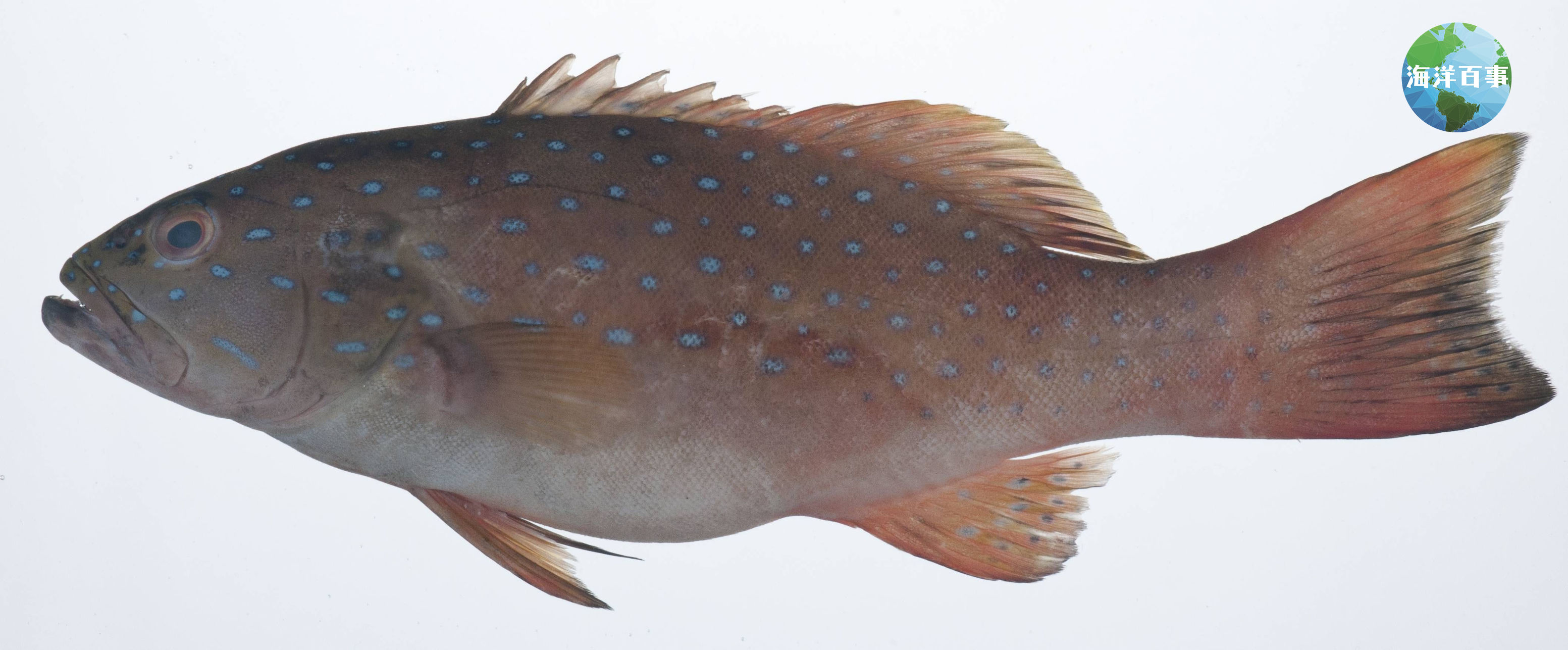 东星斑属于海鲜吗,东星斑海鲜图片