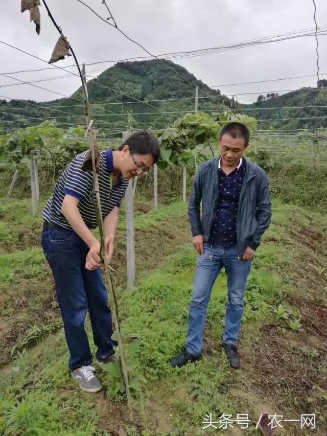 植保专家魏明：一堂讲课引发的一次远行