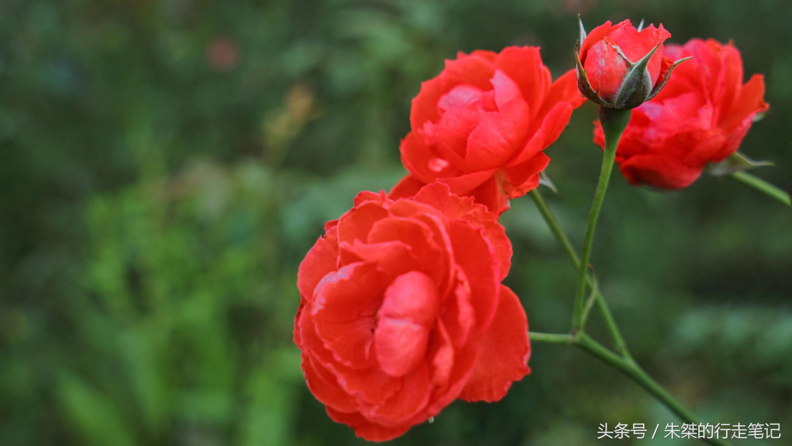 黄姚花海已经荒成草海,黄姚花海景区