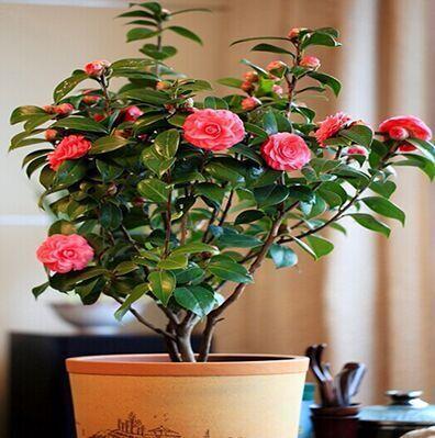 常见的8种进口花，你养过几种？第4种小睡莲最难养