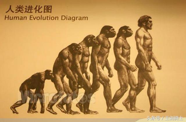 世界上最厉害的动物平头哥,平头哥盘点十大速度最快的动物