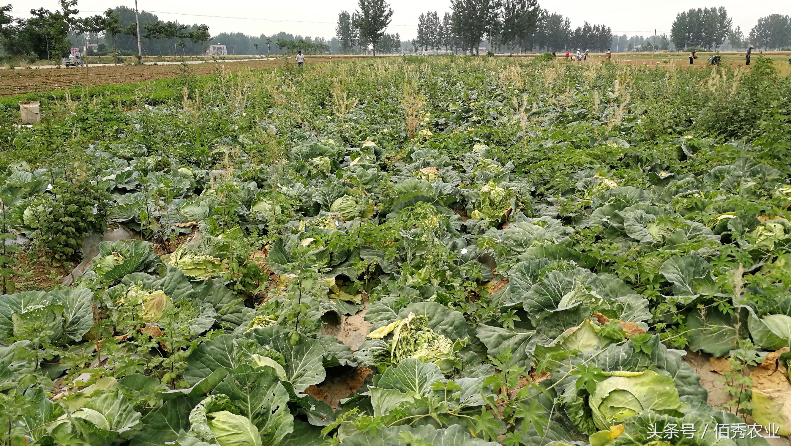 农民蔬菜销路如何解决,蔬菜卖不掉问题出在哪里