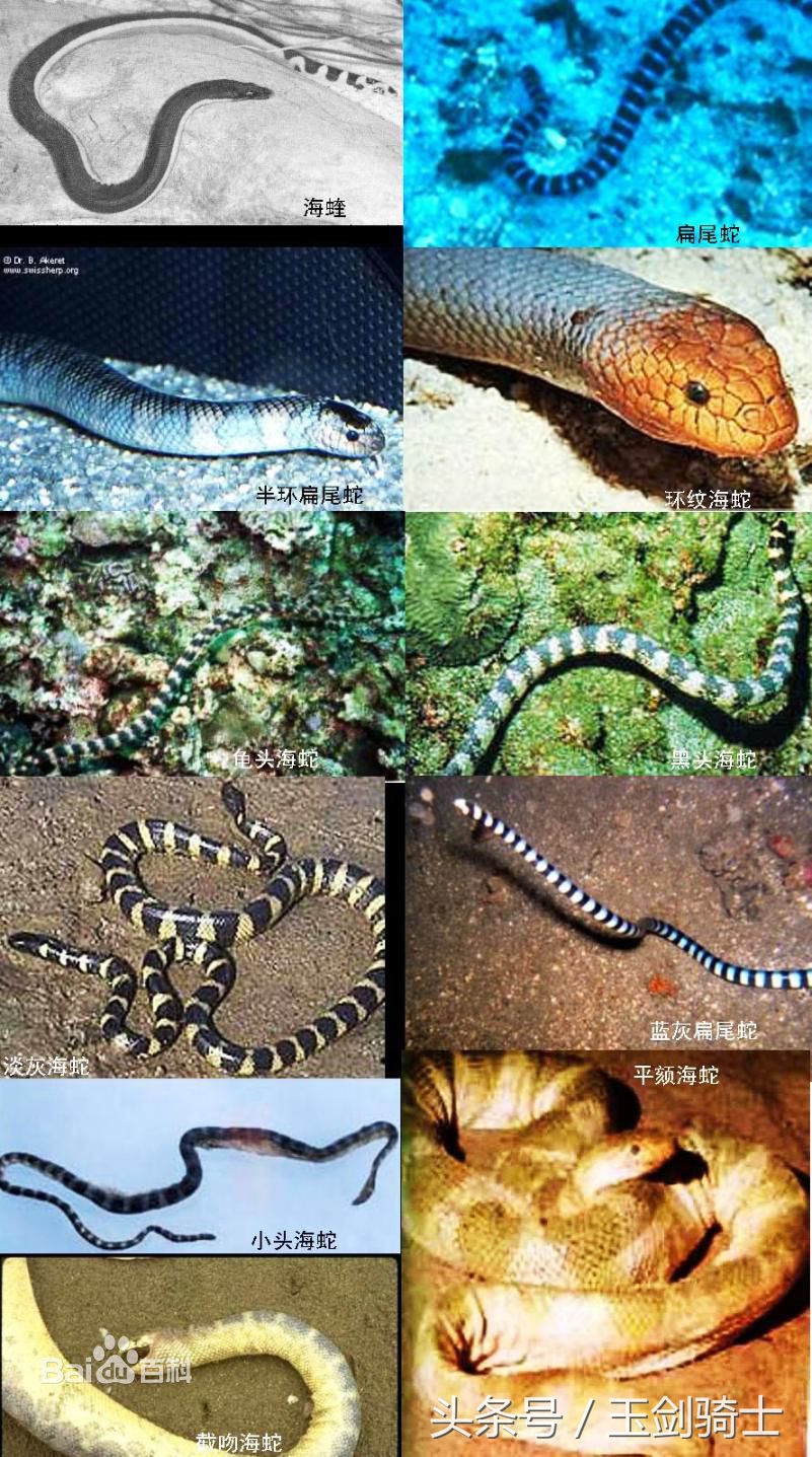 世界十大毒蛇排行榜前十名有哪些,世界十大毒蛇排行榜泰坦蟒