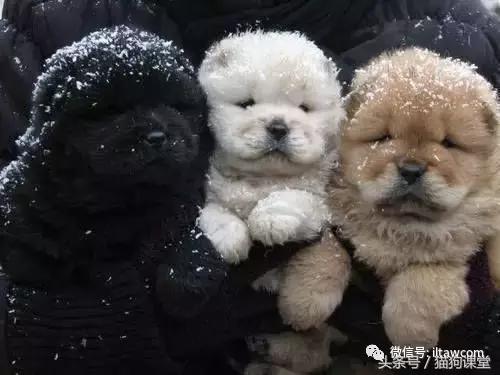 中国古老原种犬,古老的松狮犬