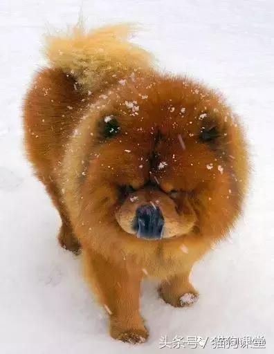 中国古老原种犬,古老的松狮犬