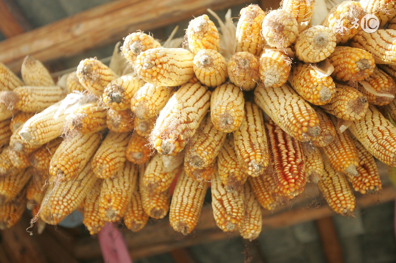 饲料中的霉菌毒素怎么去除,饲料霉菌毒素的危害