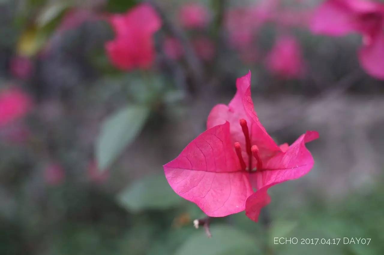 珠海赏花,现在珠海哪里赏花
