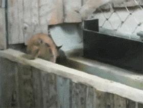 主人回家萨摩耶跑过来,萨摩耶与哈士奇争宠