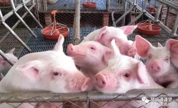 保育猪的饲养管理,保育仔猪的饲养管理要点
