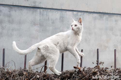猫妈妈带着小猫向人求助,猫妈妈发现小猫不见了猫妈妈疯了