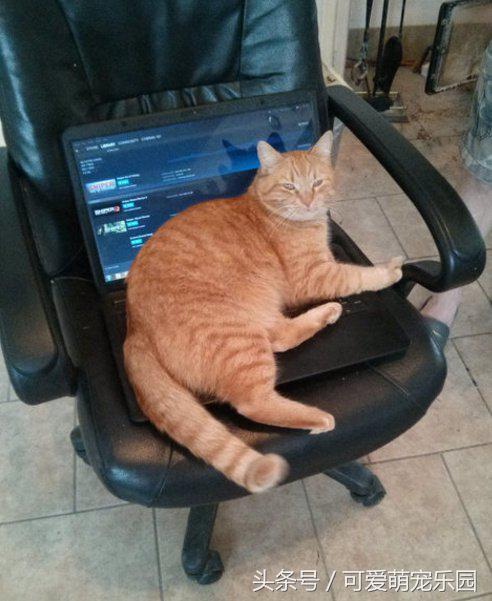 如果抓住猫的尾巴猫会怎么反应,不小心踩到猫咪的尾巴了