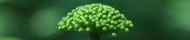 心绞痛能治愈的只有硝酸甘油,硝酸甘油为什么能缓解心绞痛