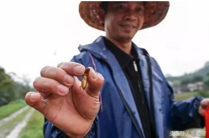 农民田里抓它是农村的一种野味一斤可卖到300元