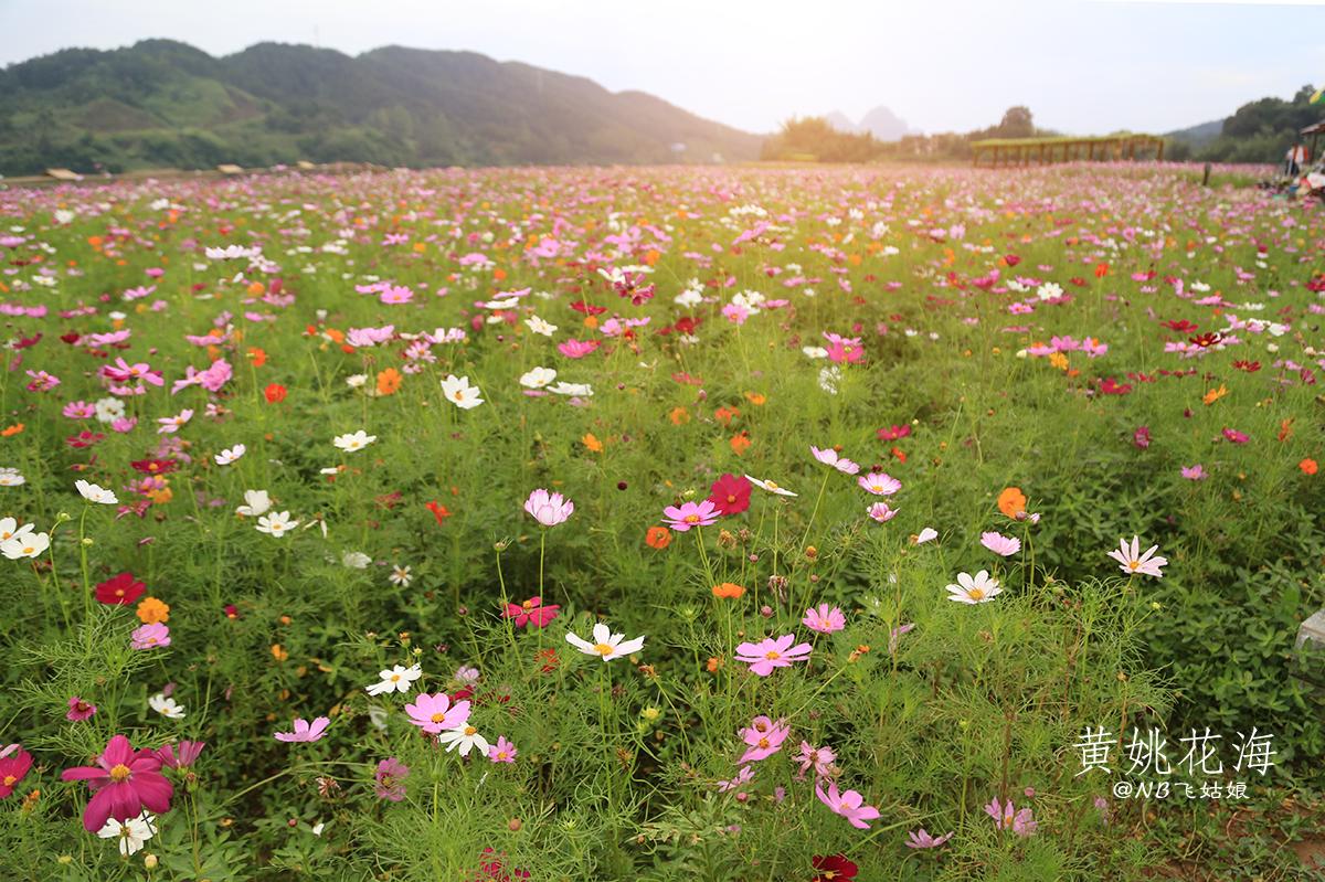 贺州暴雨黄姚花海,黄姚花海旅游攻略路线
