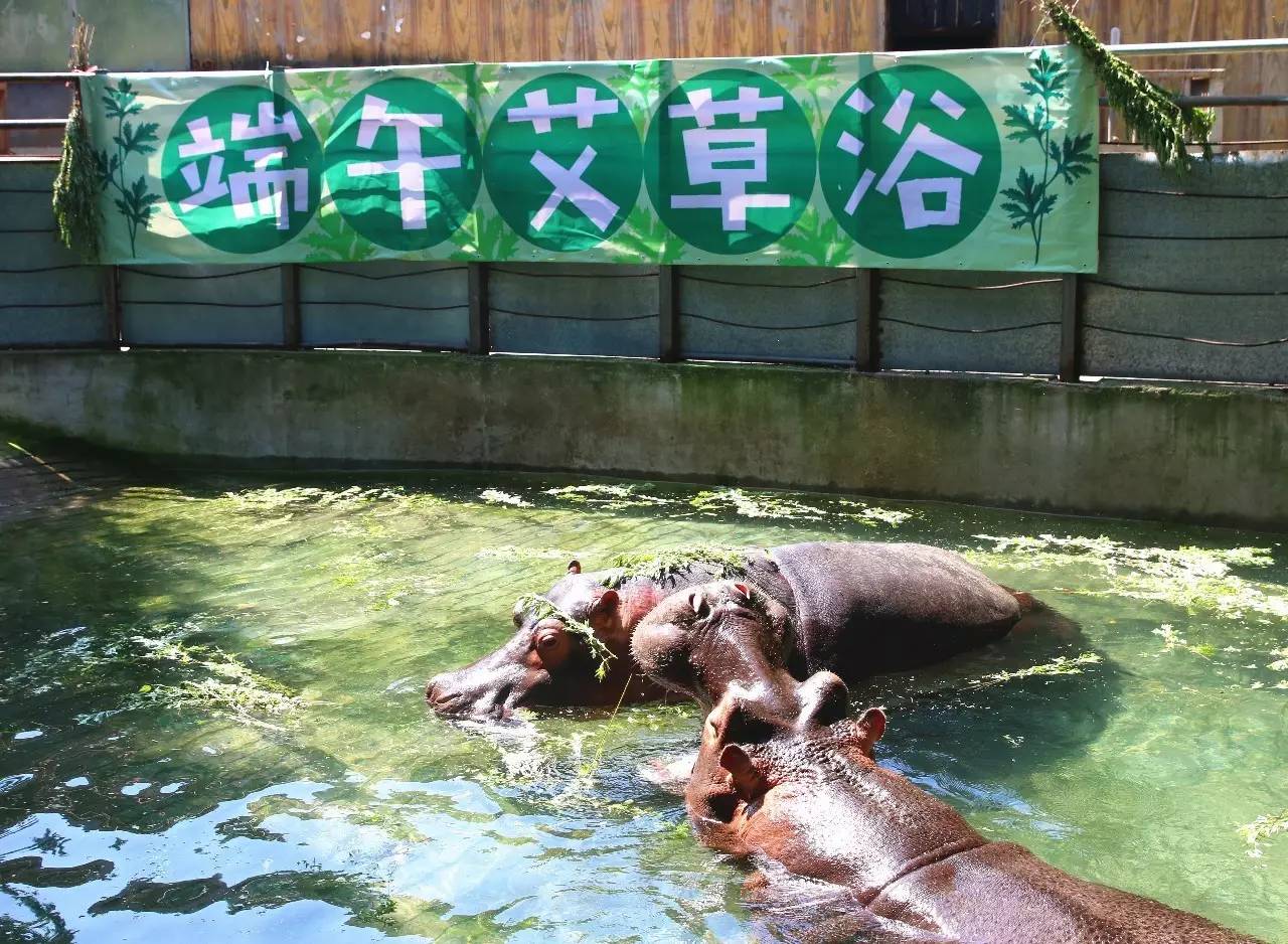 端午节河马夫妇享受浪漫艾草浴，你们端午在干什么？