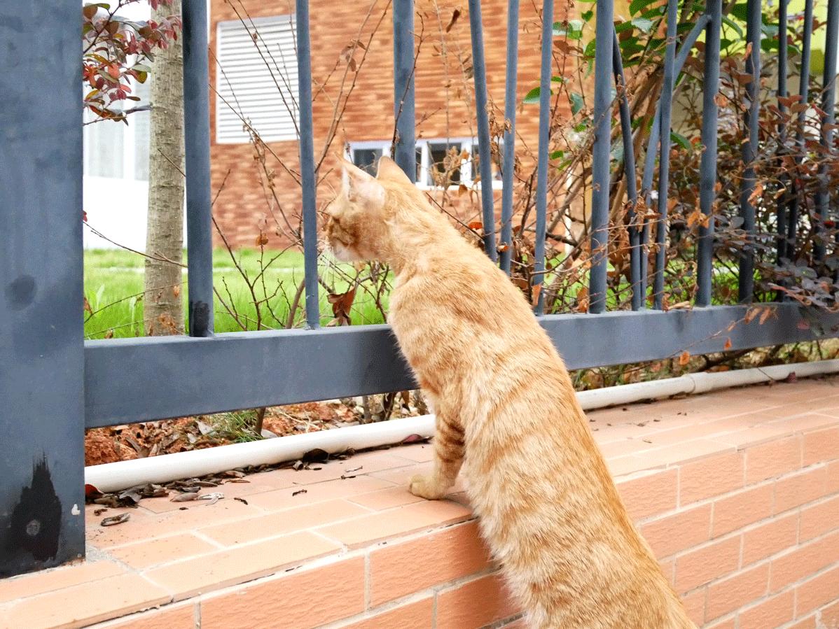 松下gf9值得入手吗,评价松下gf9拍摄视频4k效果