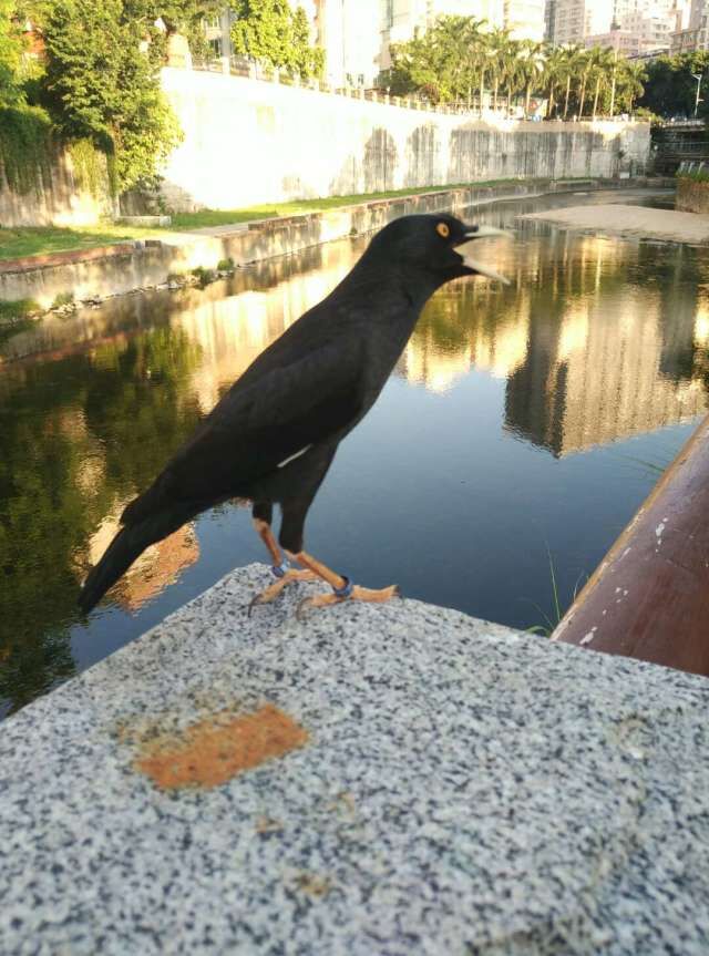 养八哥知识大全书籍,天下一场梦养八哥