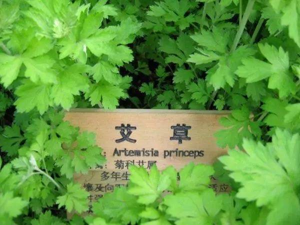 端午节河马夫妇享受浪漫艾草浴，你们端午在干什么？