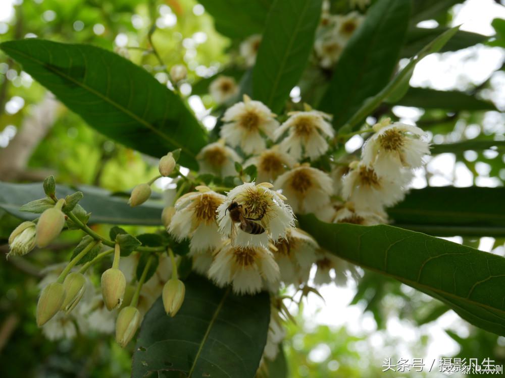 松下gf9值得入手吗,评价松下gf9拍摄视频4k效果