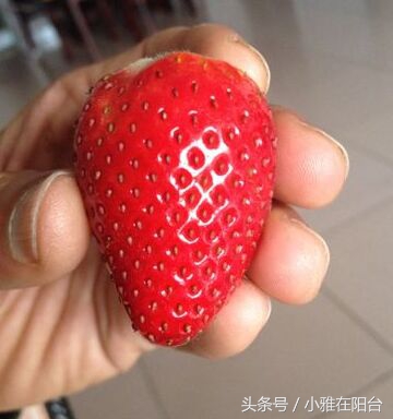 从种子开始种草莓能结果吗,用种子种草莓能种得出来吗