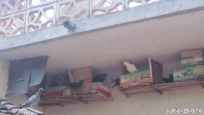 散养鸽子窝怎样搭建,废旧物品利用养鸽子