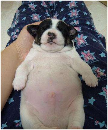 幼犬拉稀和吐是怎么回事,幼犬呕吐拉稀什么都不吃了