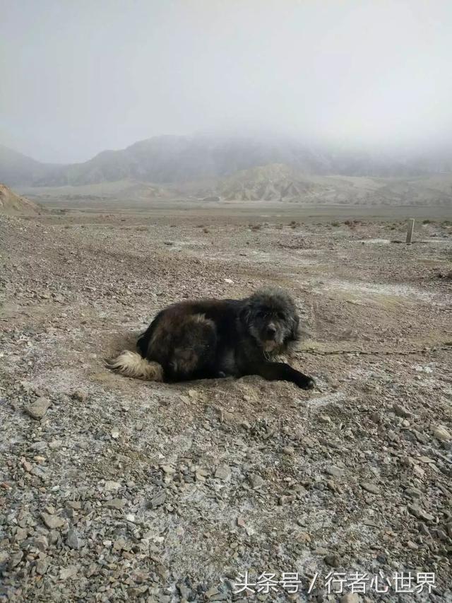 请尊重宠物,不纯的藏獒