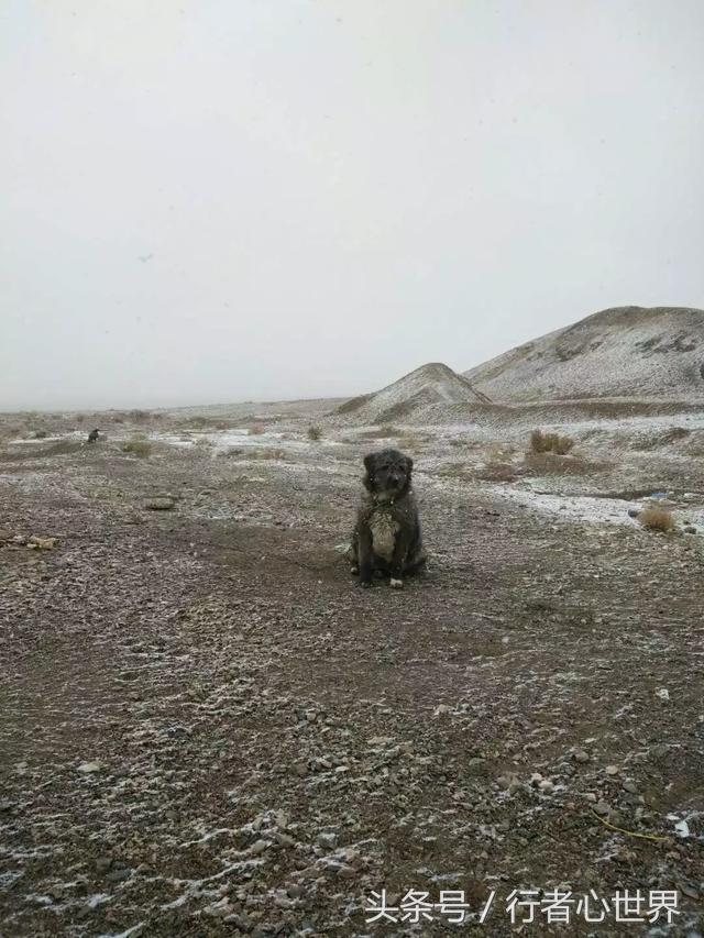 请尊重宠物,不纯的藏獒