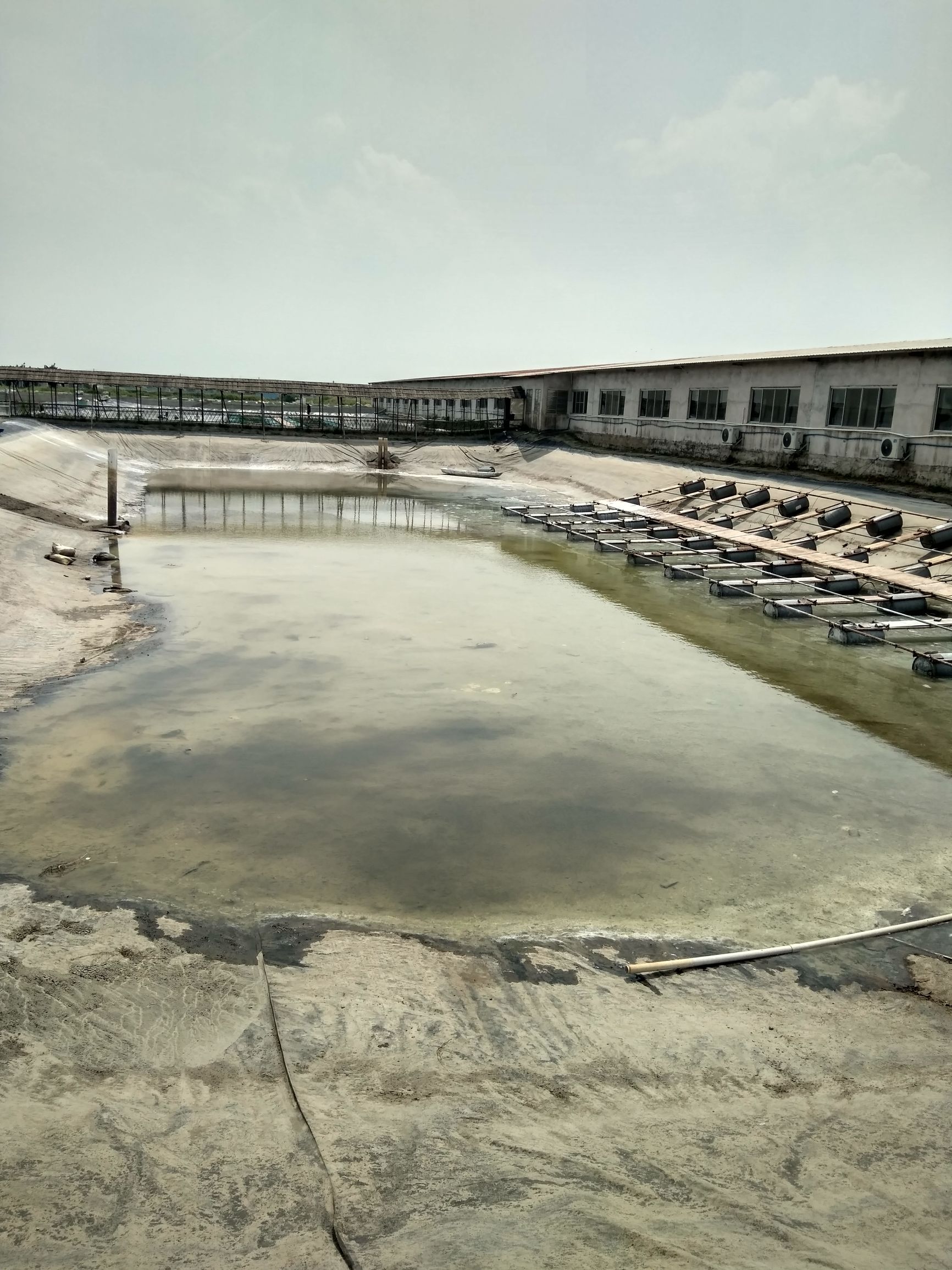 鲫鱼寄生虫防治,鱼苗感染车轮虫的症状