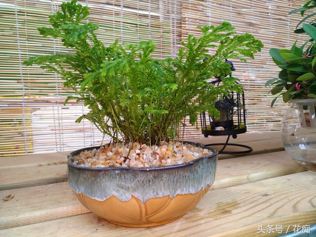 珊瑚蕨喜阴还是喜阳,珊瑚蕨类