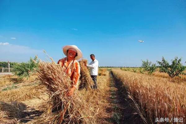 农家人的麦收神器——麦钐,堪比联合收割机!