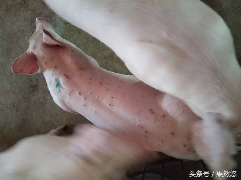 猪发烧身上起红疙瘩怎么治,猪群发红是怎么回事