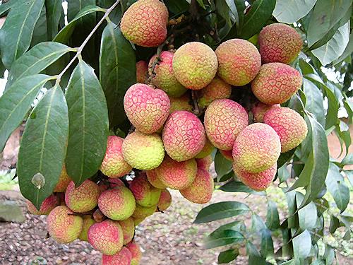 这个季节到茂名，我可能撑死在高州