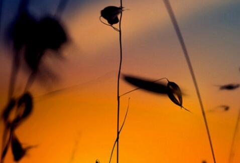 最没前途的五种员工,老板眼中哪种员工最有前途