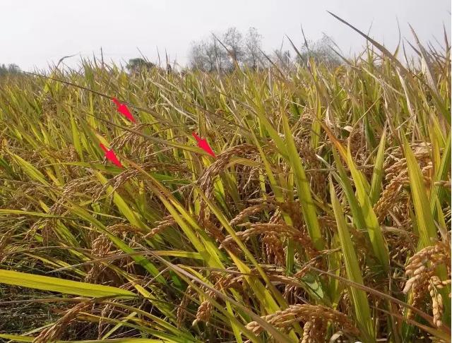 什么!你吃的不是香喷喷的白饭而是鬼稻?浙大科学家解密鬼稻