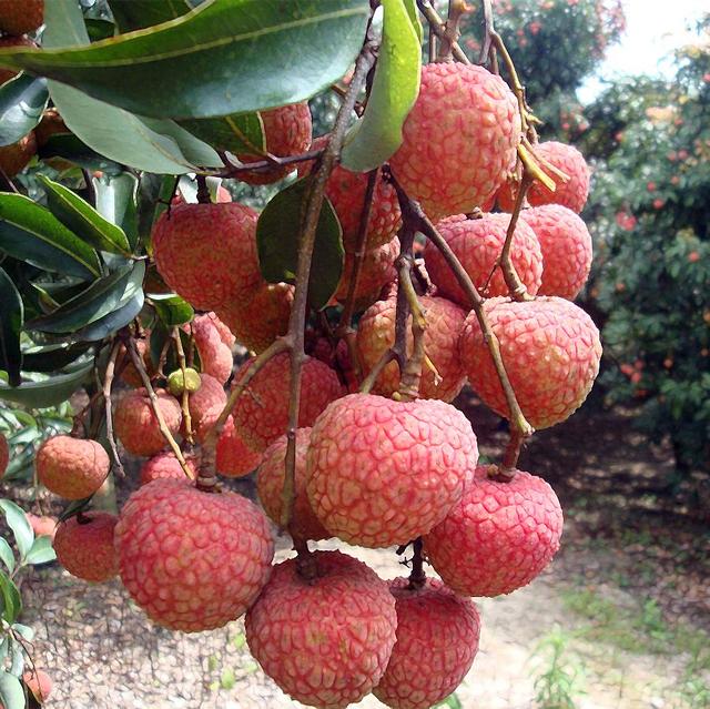 这个季节到茂名，我可能撑死在高州