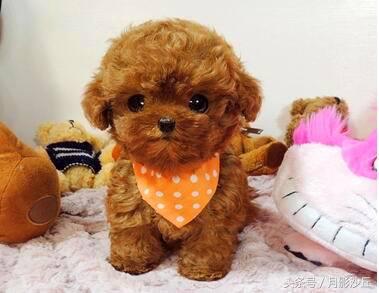 泰迪犬真菌治疗方法,泰迪犬真菌皮肤病治疗