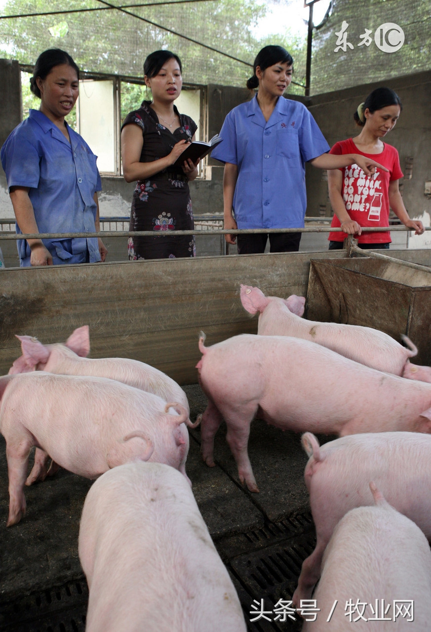 养猪人分析行情,养猪人猪价下跌心情说说