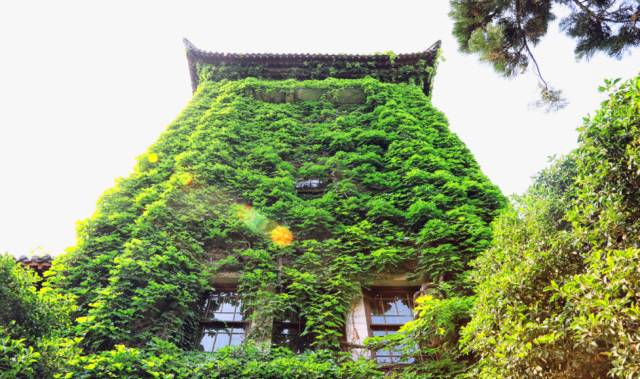 一树一故事｜南大爬山虎百年守望者