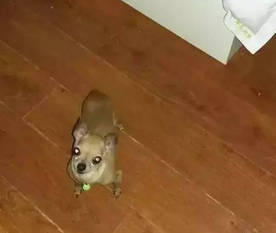 狗狗不懂离别这种复杂的情感,狗狗怎么理解死亡