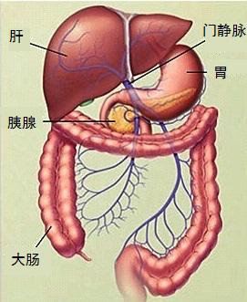 为什么要给婴幼儿喂葡萄糖,婴幼儿为什么不能推直肠