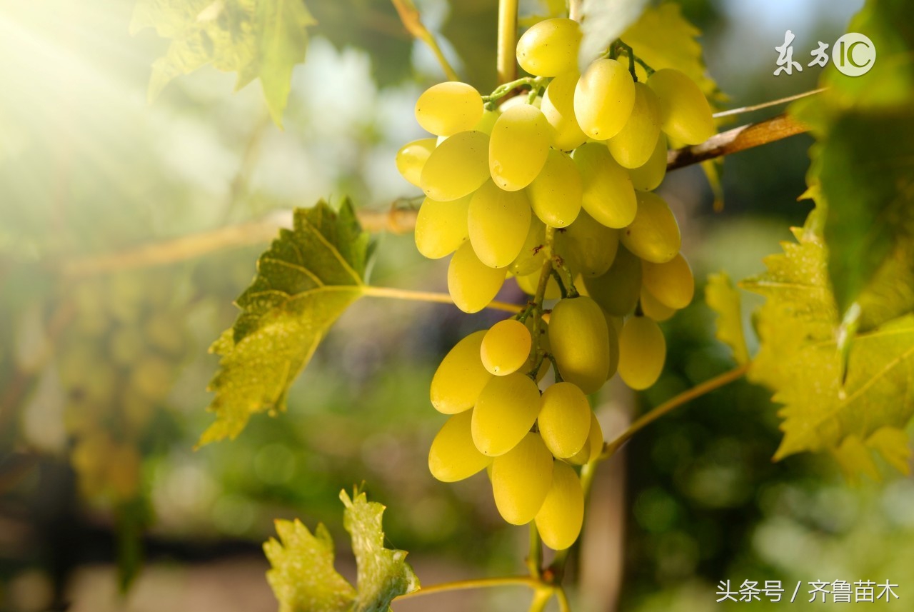 葡萄软梗的解决方法,葡萄落粒如何处理