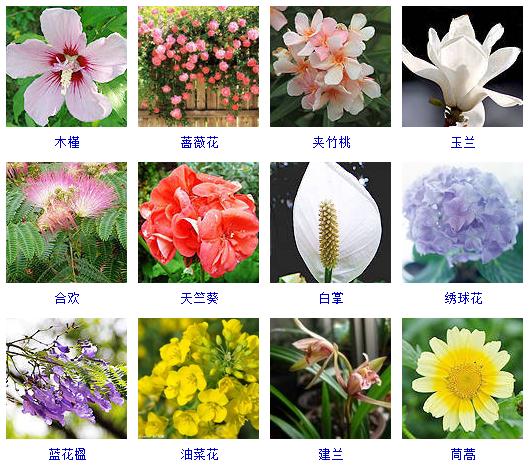 精心整理了150种花卉,还告诉你怎么养!必须收藏