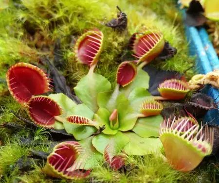 捕蝇草的一些知识,捕蝇草到底应该怎么养