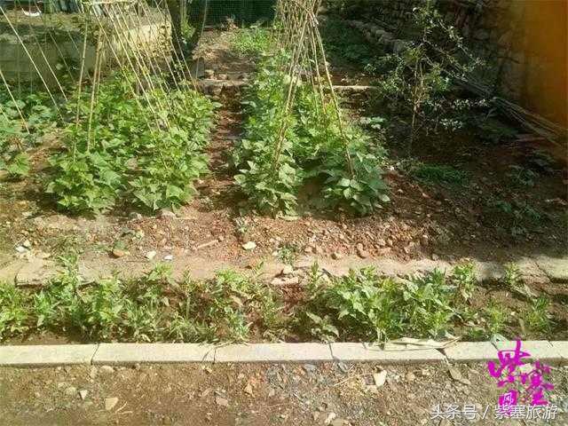 推荐几家蓟县梨木台农家院,梨木台董佳农家院抖音团购