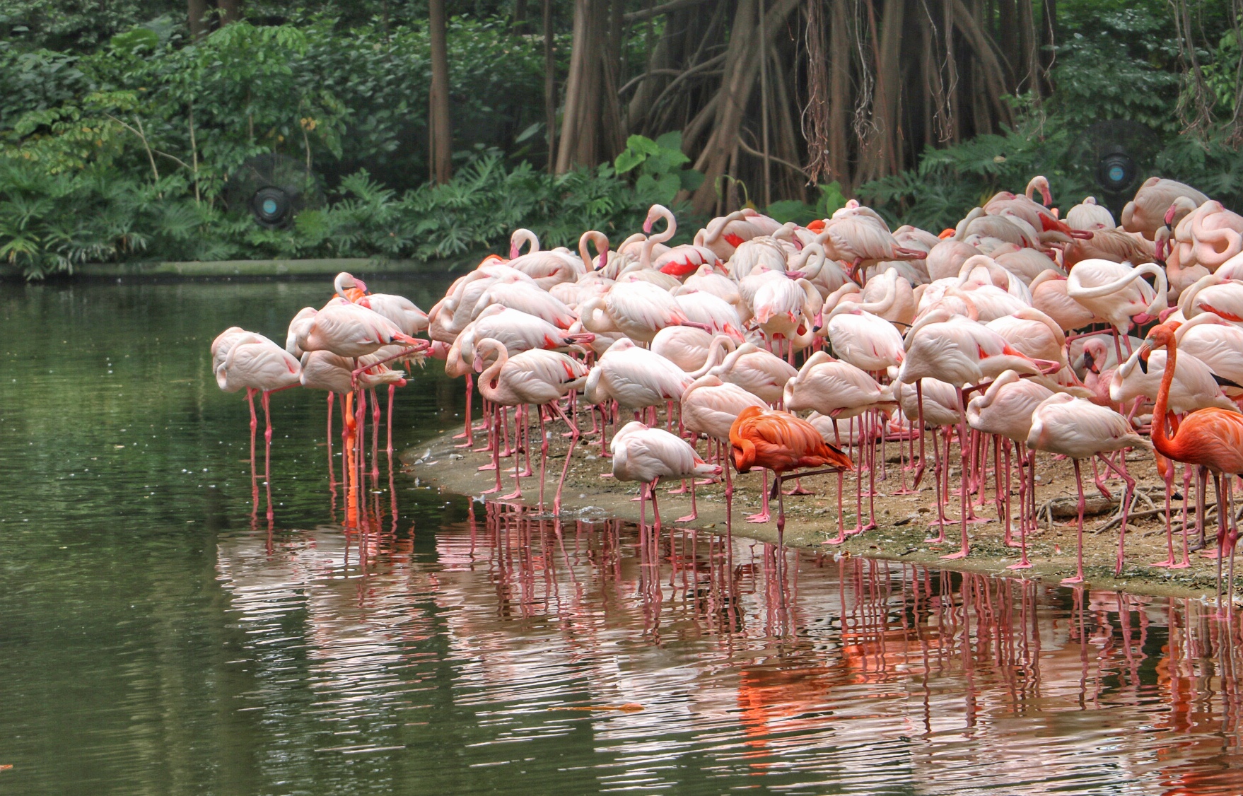 一月广州长隆野生动物园游玩攻略,长隆海洋王国不可错过