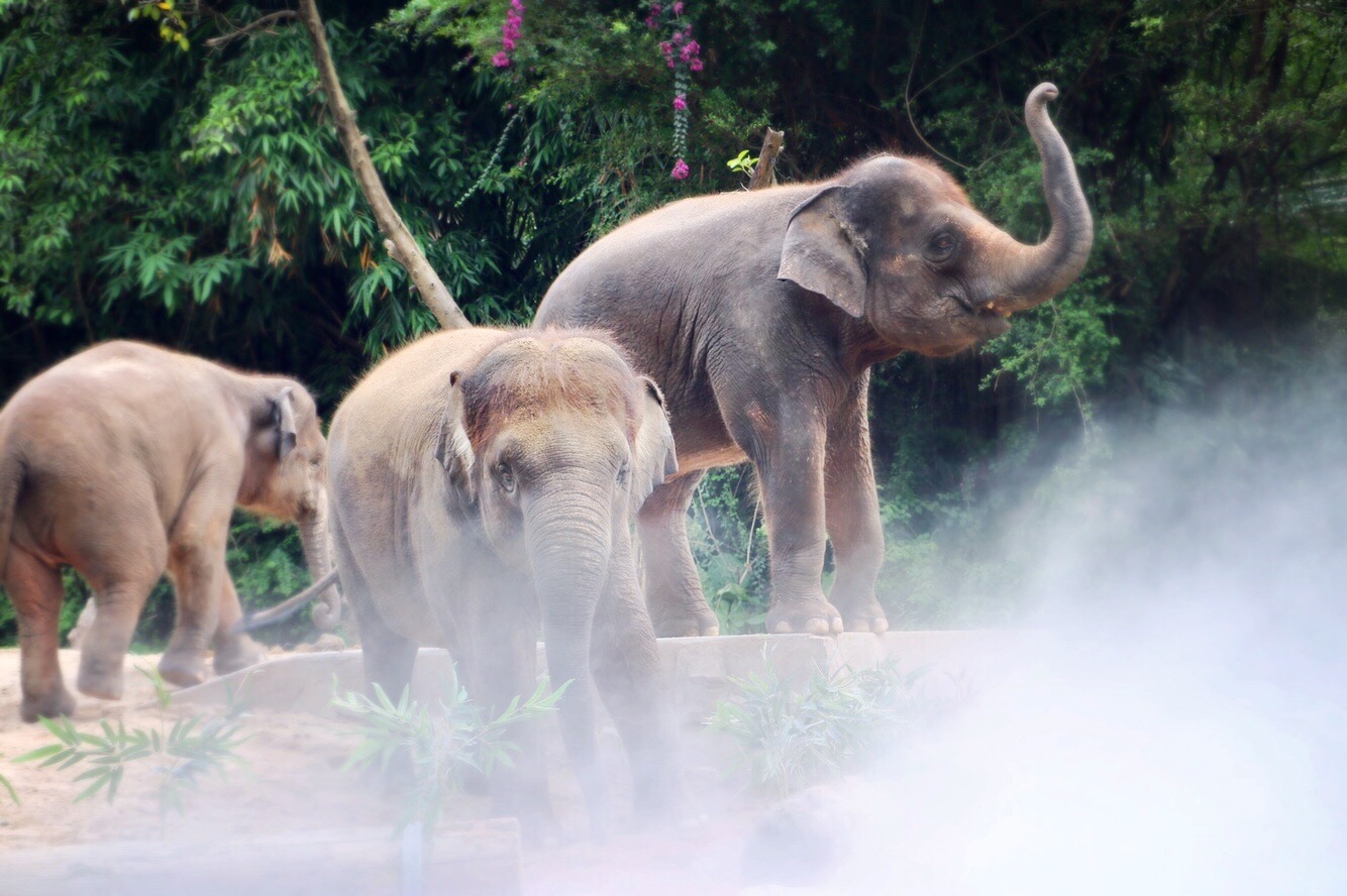 一月广州长隆野生动物园游玩攻略,长隆海洋王国不可错过